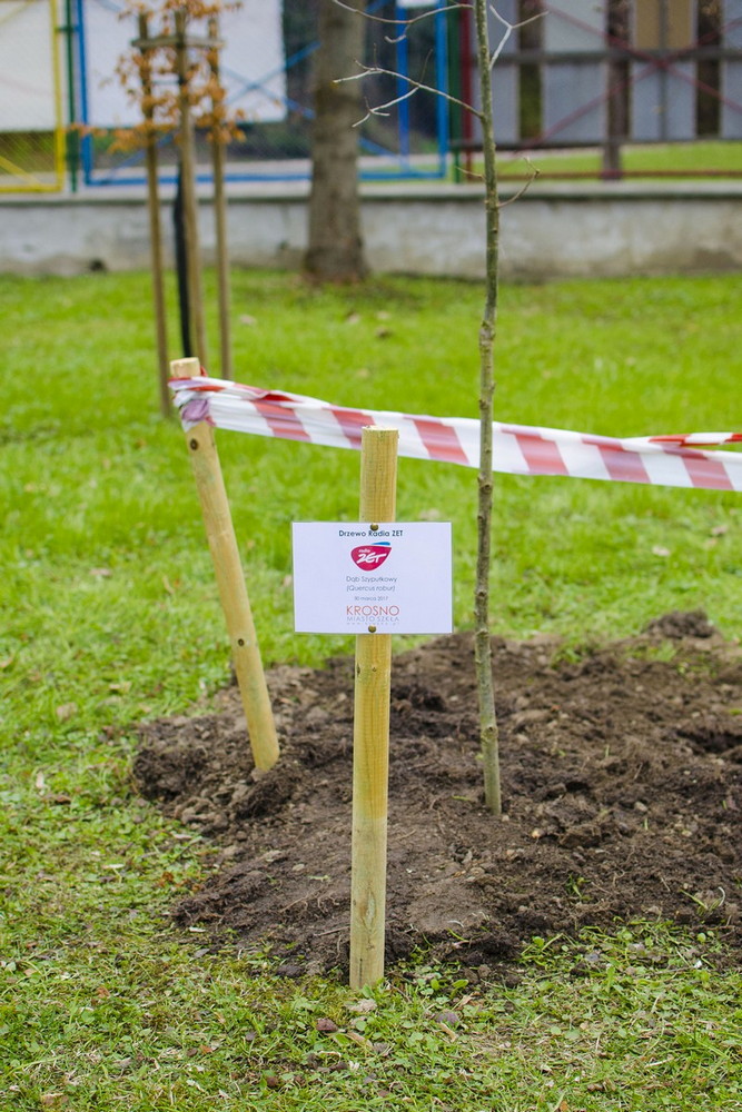 Radio ZET rozdawało w Krośnie sadzonki polskich dębów. Fot. Karol Słomka